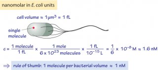 Figure 2: Rule of thumb for converting concentrations into absolute copy numbers per cell. Absolute copy numbers are usually more intuitive and easier to remember. As shown in the calculation, a concentration of one nM is equivalent to about one molecule in a cell volume of 1 μm3. From this rule of thumb it is easy to scale for other concentrations and other cell sizes.