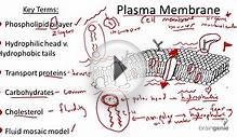 2.1.5 Plasma Membrane Structure and Function