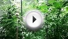 Plasma Grow Lighting - Cannabis Grow Test (Part 4)